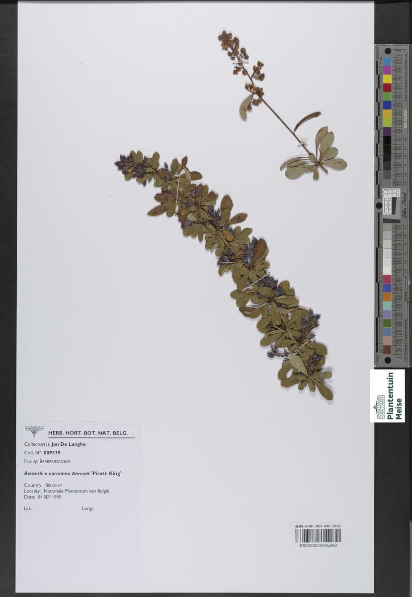 Berberis rubrostilla