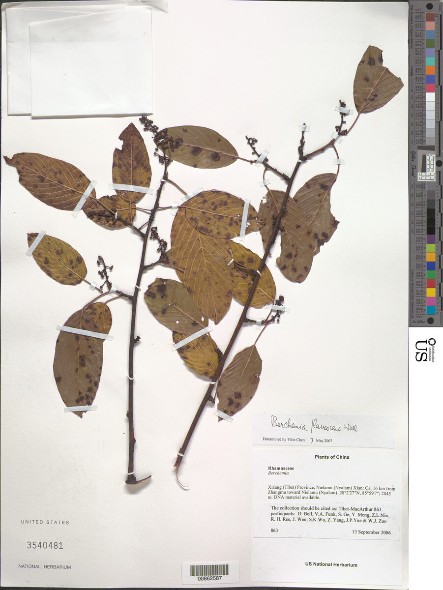 Berchemia flavescens - (Wall. ex Roxb.)Brongn. — photo