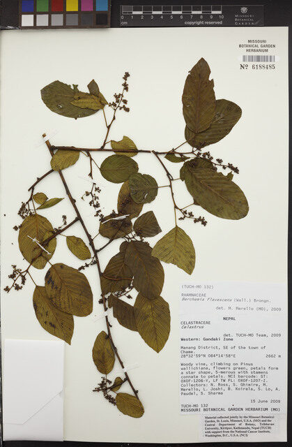 Berchemia flavescens - (Wall. ex Roxb.)Brongn.