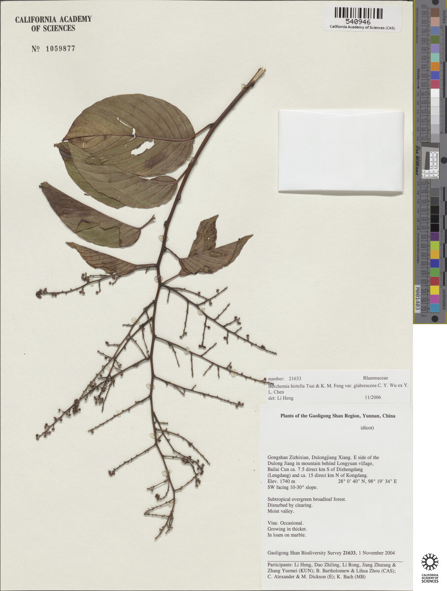 Berchemia hirtella — photo