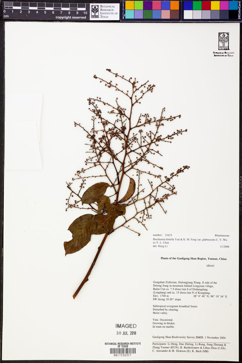 Berchemia hirtella — photo