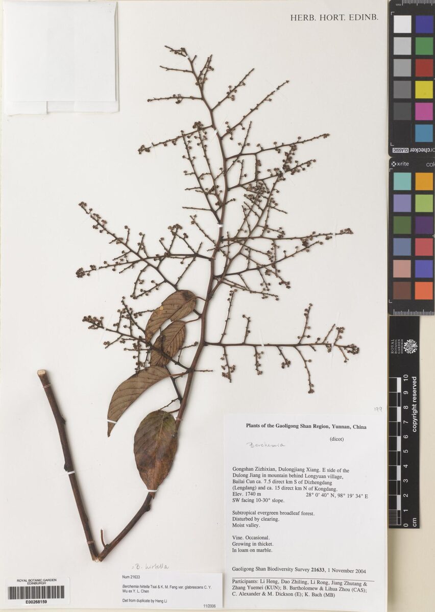 Berchemia hirtella