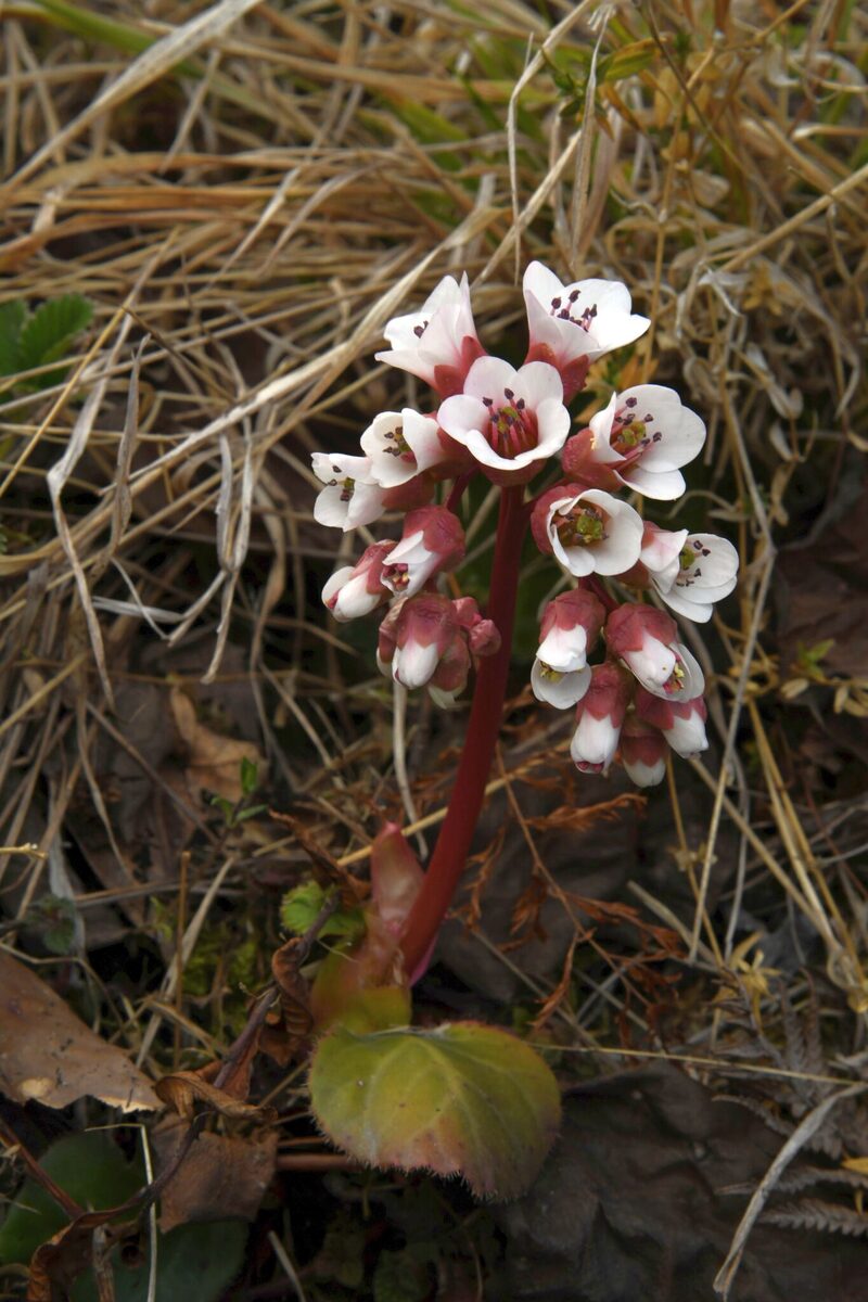 Bergenia ciliata - (Haw.)Sternb.