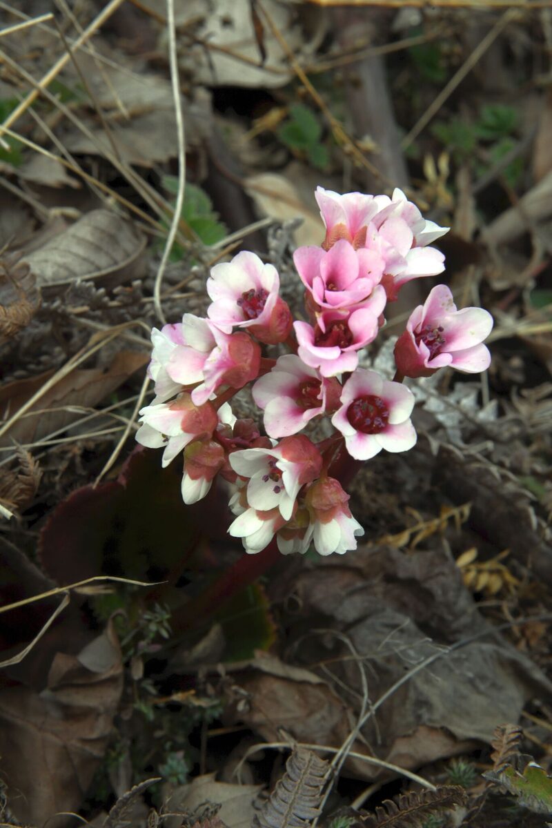 Bergenia ciliata - (Haw.)Sternb. — photo