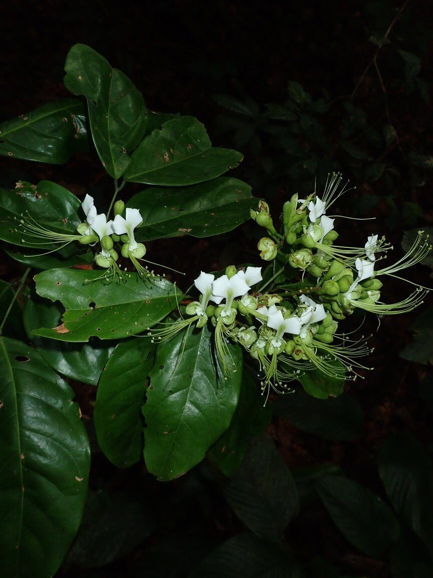 Berlinia auriculata (Bois de Rose) — photo