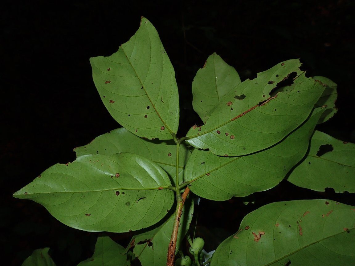 Berlinia auriculata (Bois de Rose) — photo