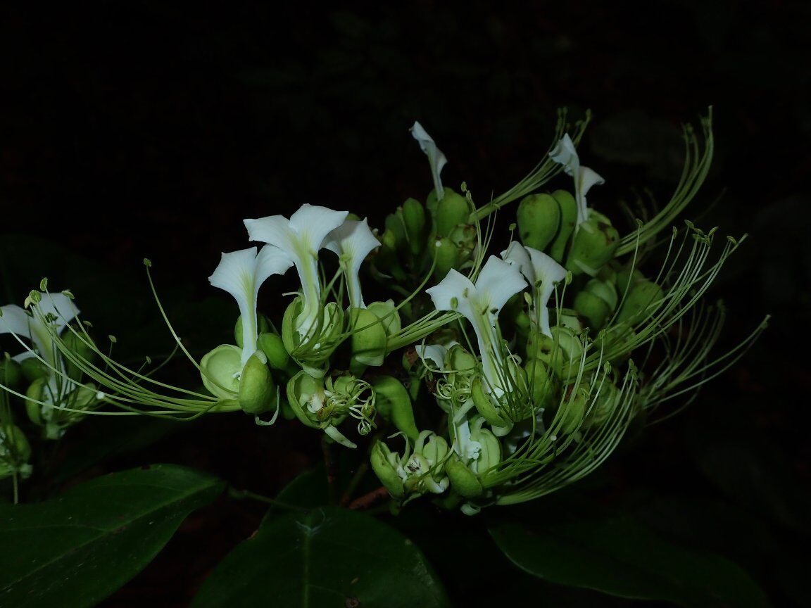 Berlinia auriculata