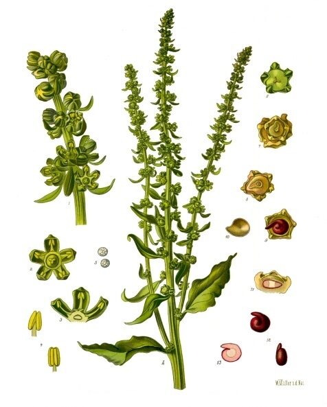 Beta vulgaris (Beetroot) — photo