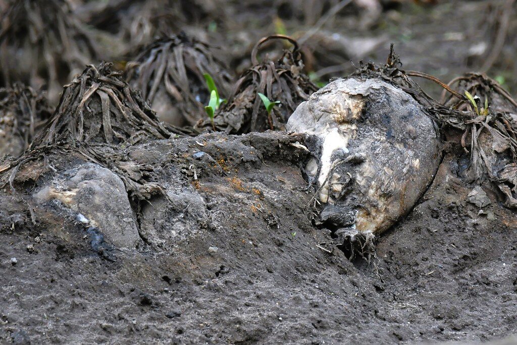 Beta vulgaris altissima (Sugar Beet) — photo