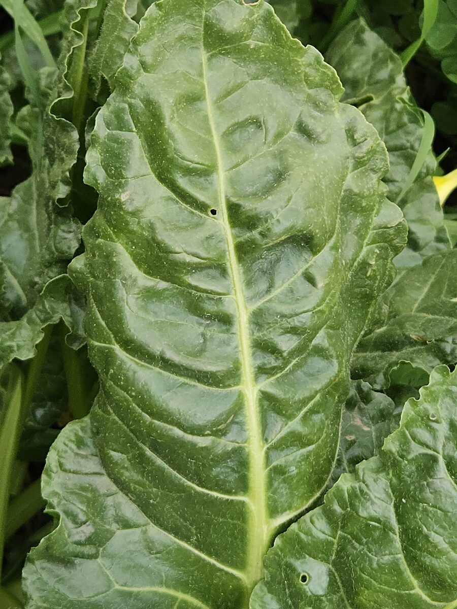 Beta vulgaris cicla - (L.)W.D.J.Koch. (Spinach Beet) — photo