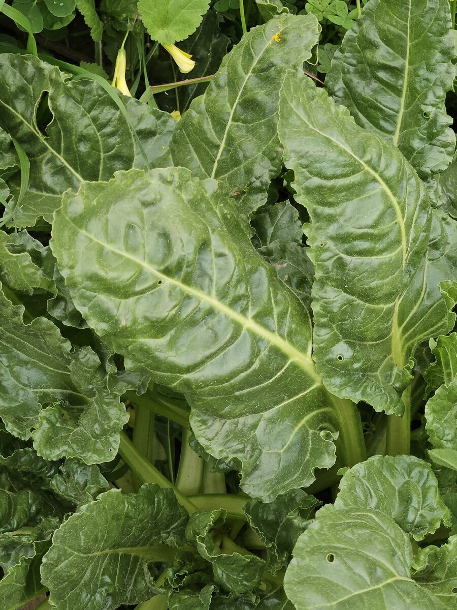 Beta vulgaris cicla - (L.)W.D.J.Koch. (Spinach Beet) — photo
