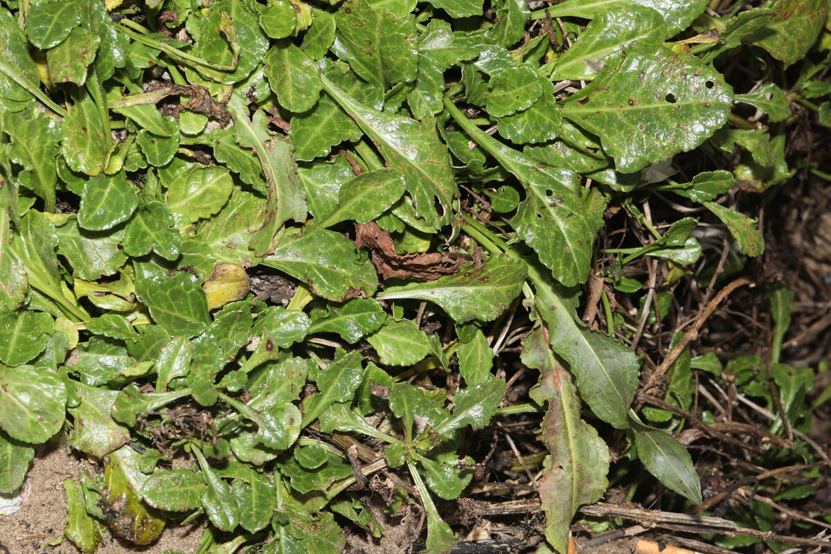 Beta vulgaris maritima - (L.)Arcangeli. (Sea Beet) — photo
