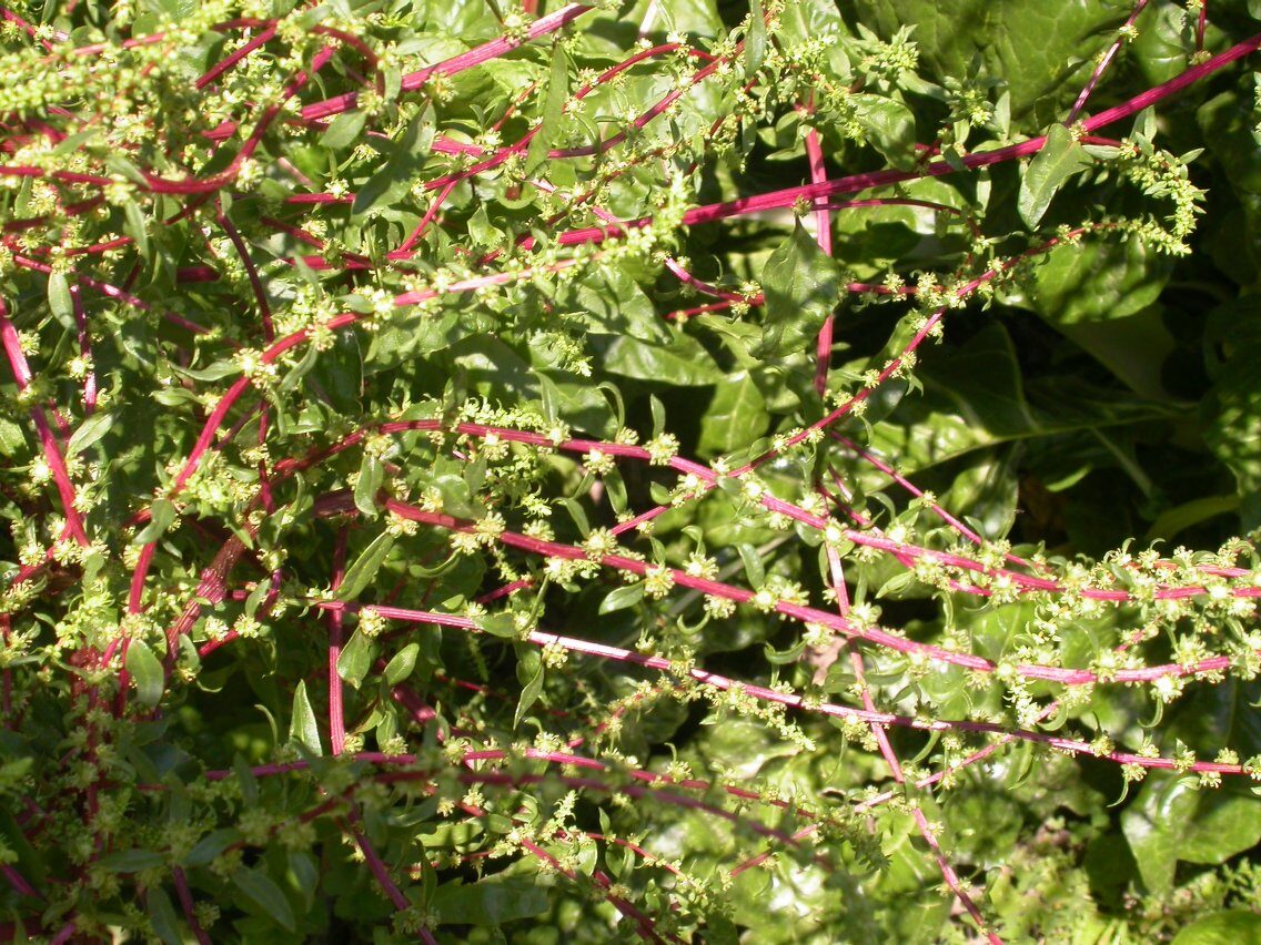 Beta vulgaris subsp. cicla (Silver beet) — photo