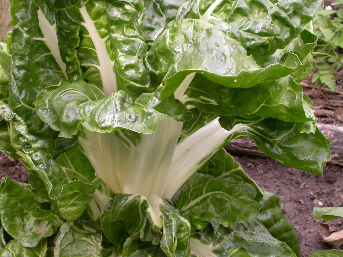 Beta vulgaris subsp. cicla (Silver beet) — photo