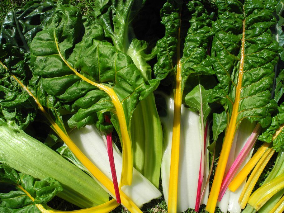 Beta vulgaris subsp. cicla