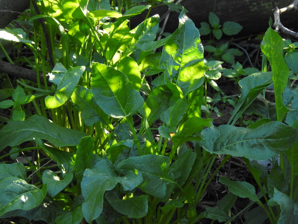 Beta vulgaris subsp. maritima (Sea beet) — photo