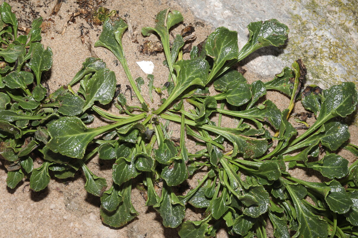 Beta vulgaris subsp. maritima