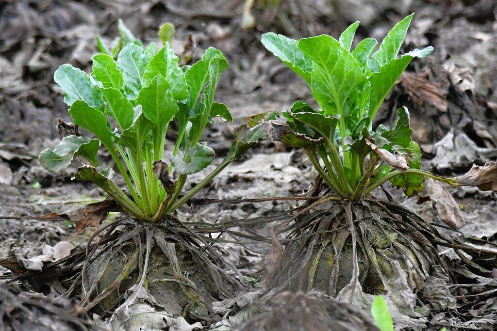 Beta vulgaris var. altissima (Sugarbeet) — photo