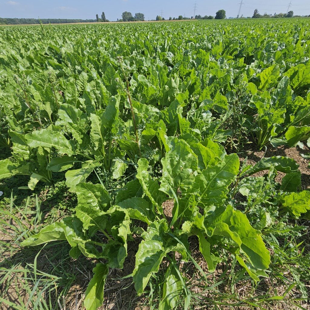 Beta vulgaris var. altissima