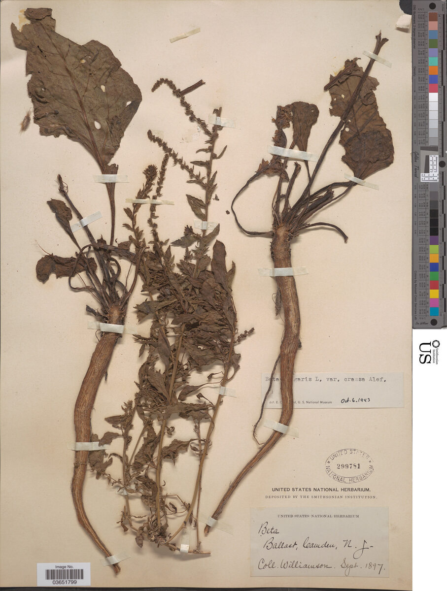Beta vulgaris var. crassa (Beetroot) — photo