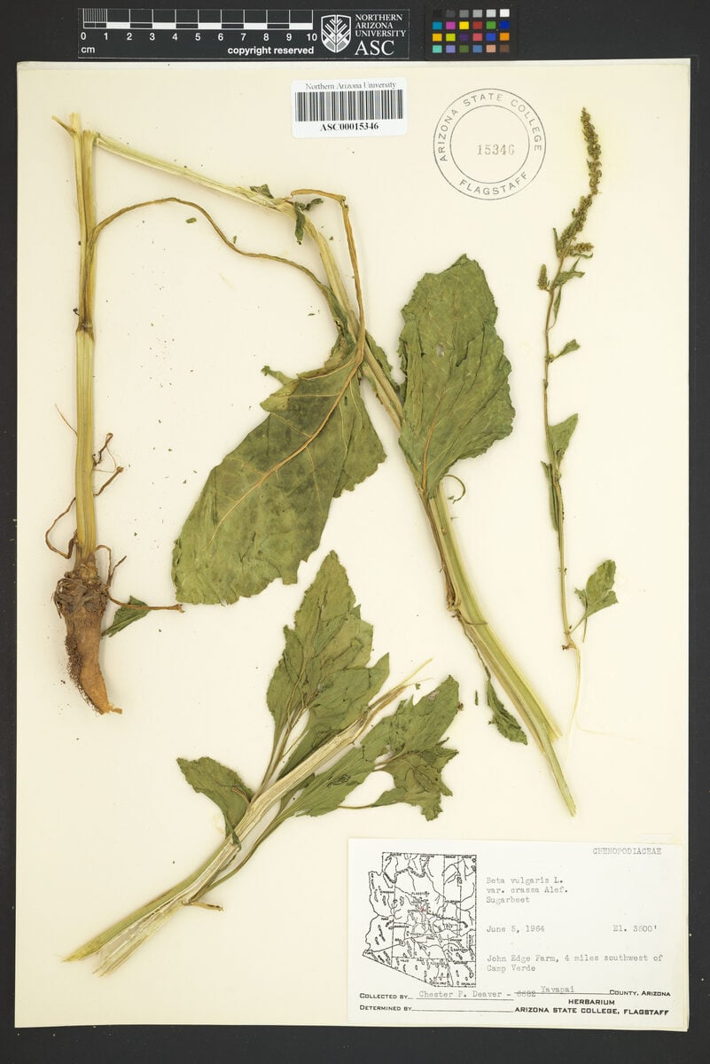 Beta vulgaris var. crassa
