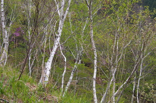 Betula platyphylla (White Birch) — photo