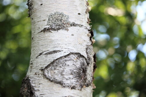 Betula platyphylla (White Birch) — photo