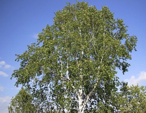 Betula platyphylla
