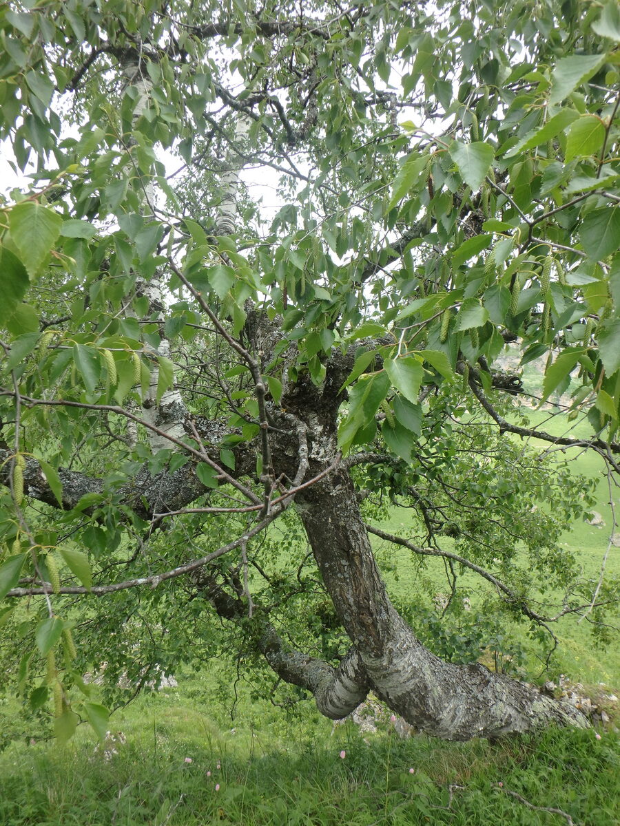 Betula pubescens var. litwinowii — photo
