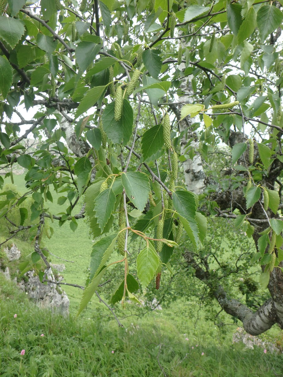 Betula pubescens var. litwinowii — photo
