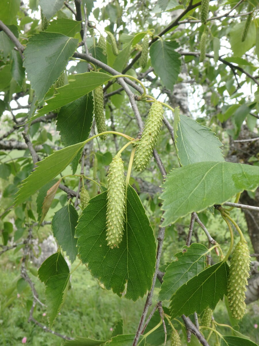 Betula pubescens var. litwinowii