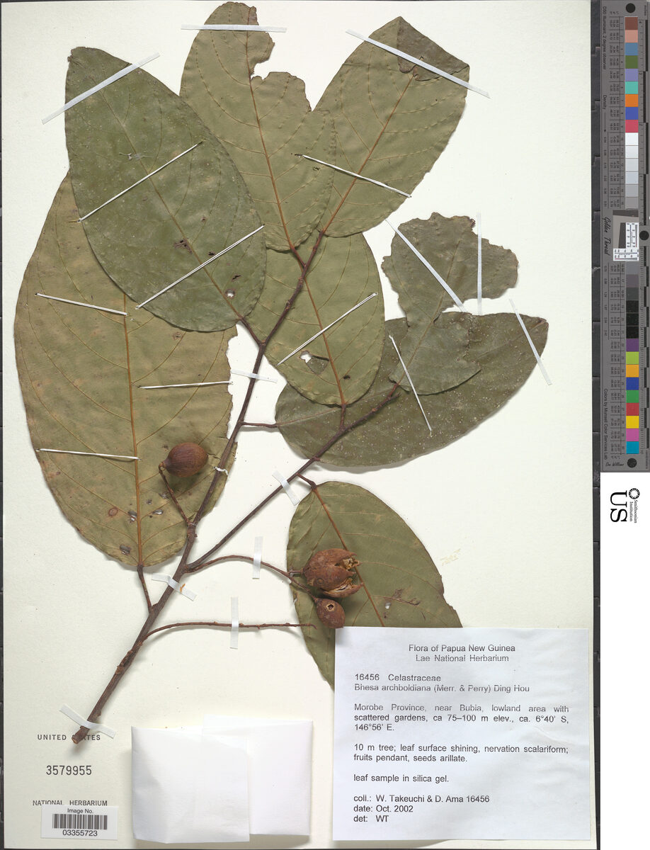 Bhesa archboldiana — photo
