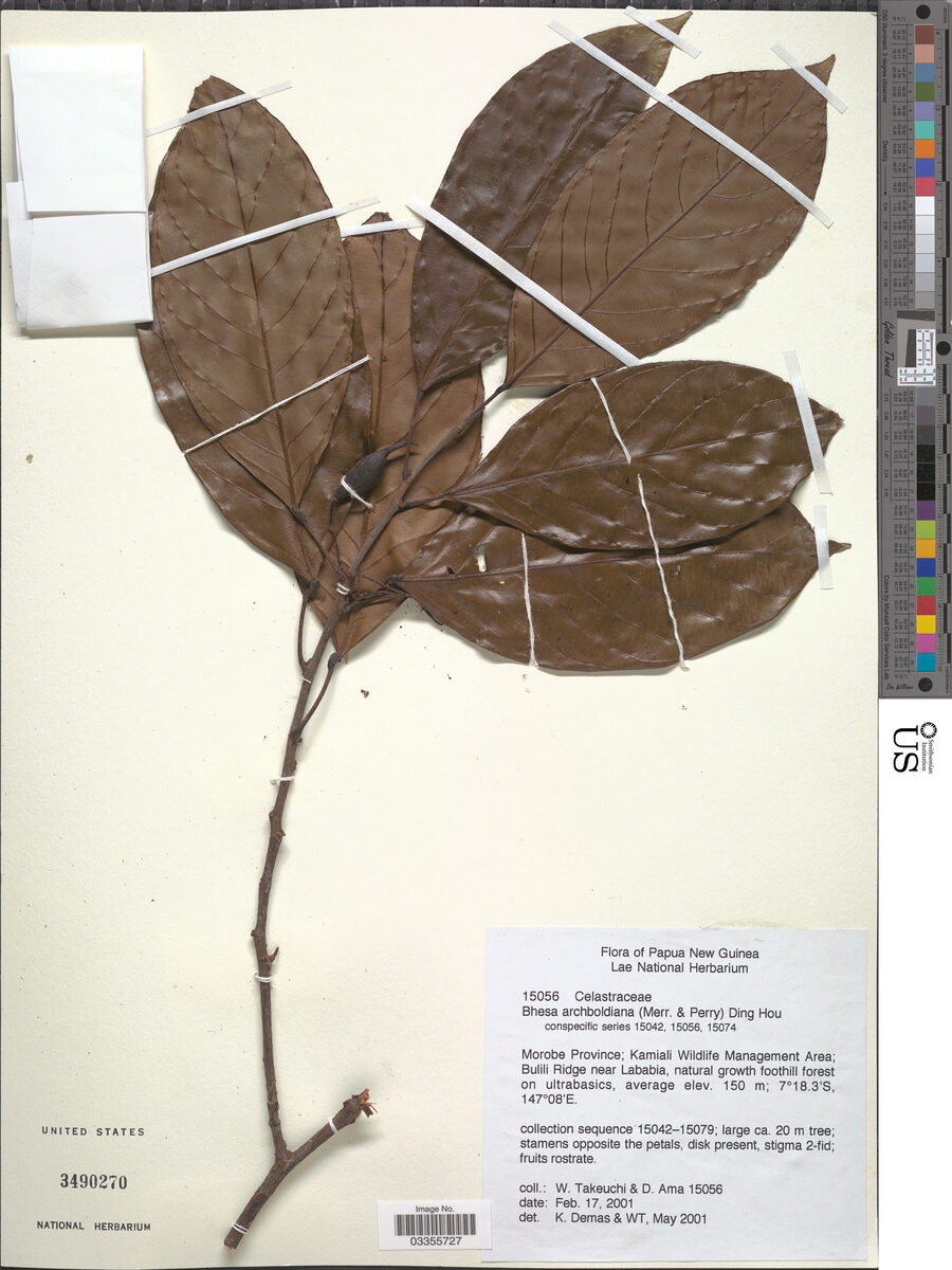 Bhesa archboldiana — photo