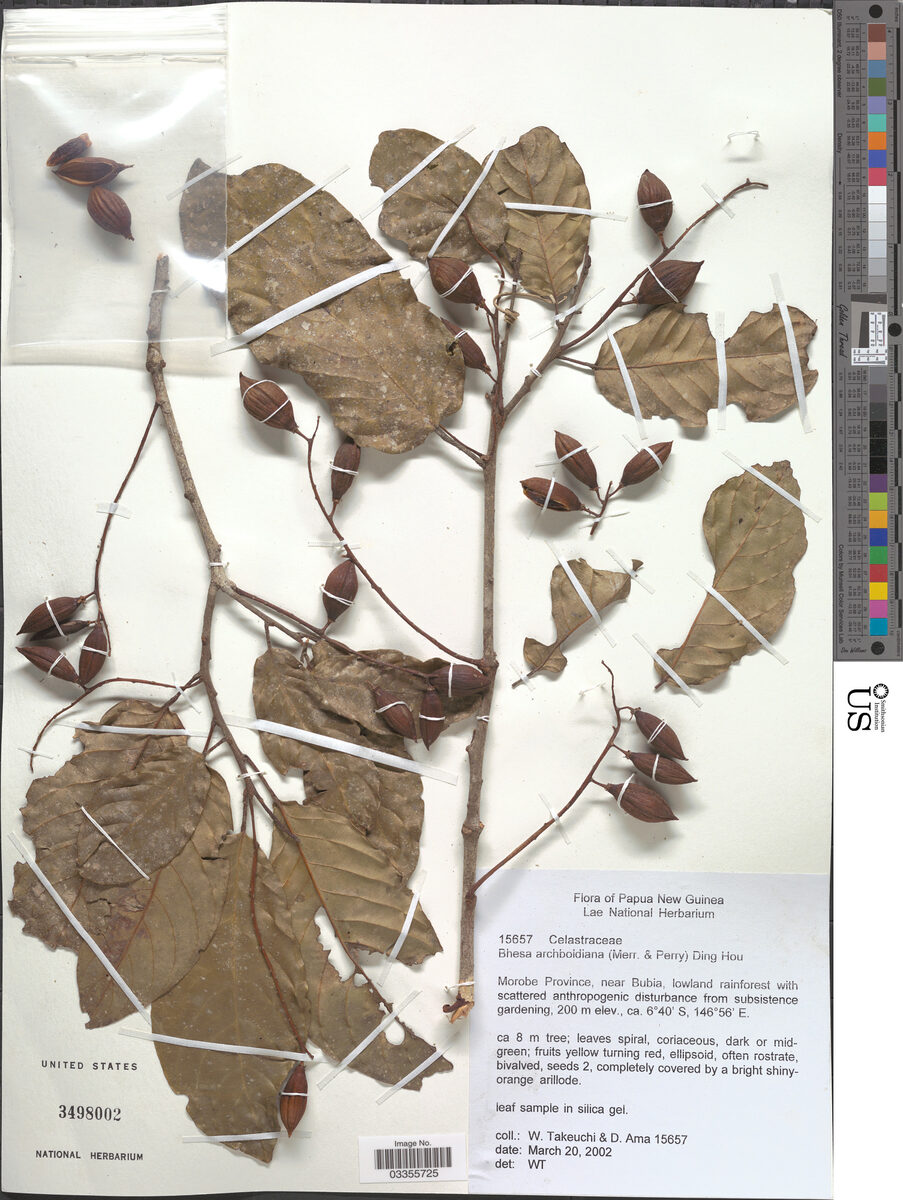 Bhesa archboldiana