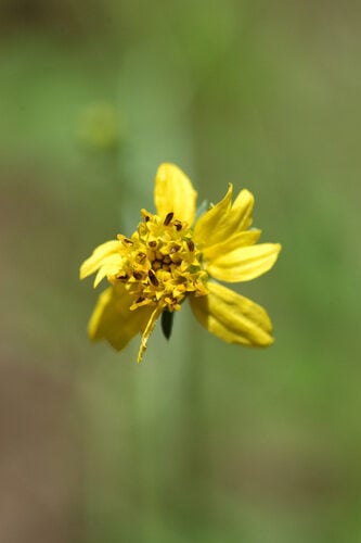 Bidens bipinnata (Spanish Needles) — photo