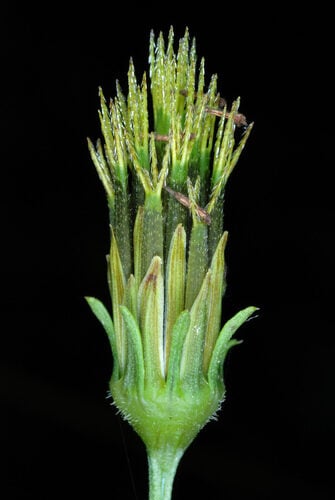 Bidens bipinnata (Spanish Needles) — photo