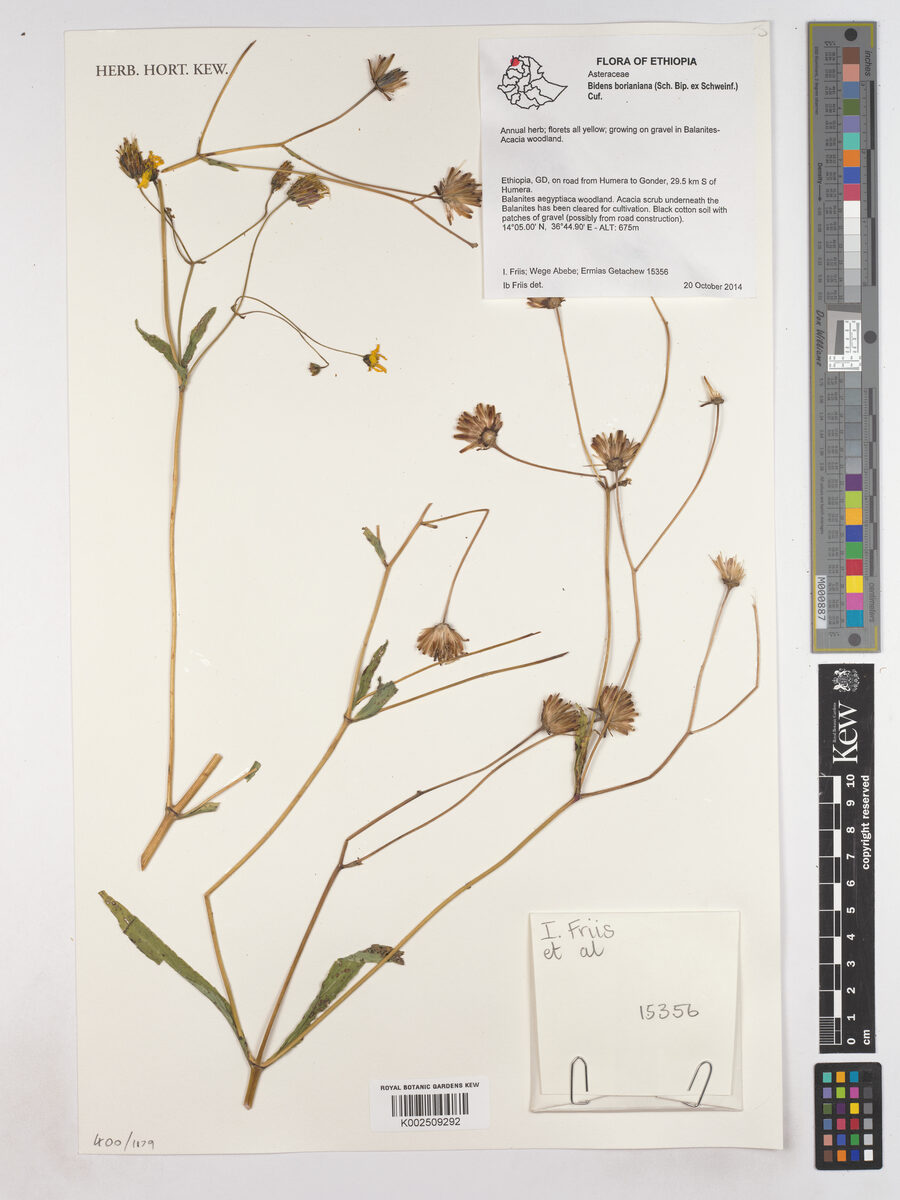 Bidens borianiana (Ade) — photo