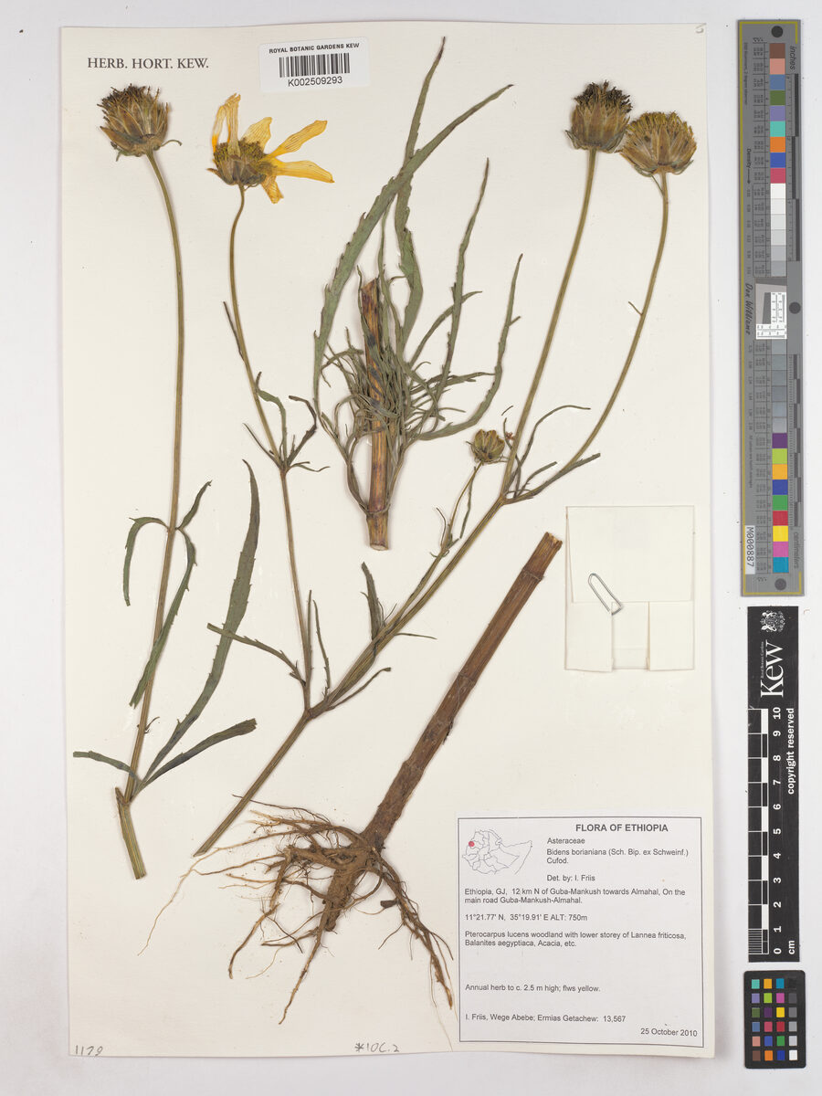 Bidens borianiana (Ade) — photo