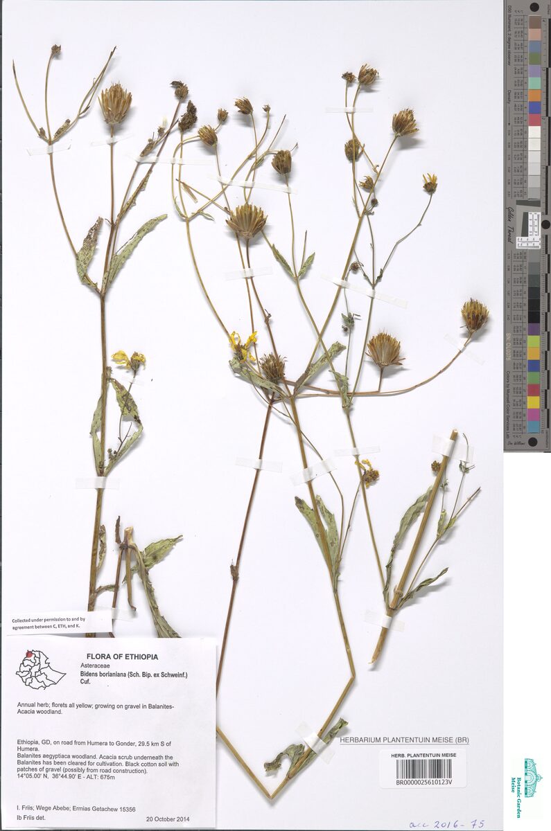 Bidens borianiana