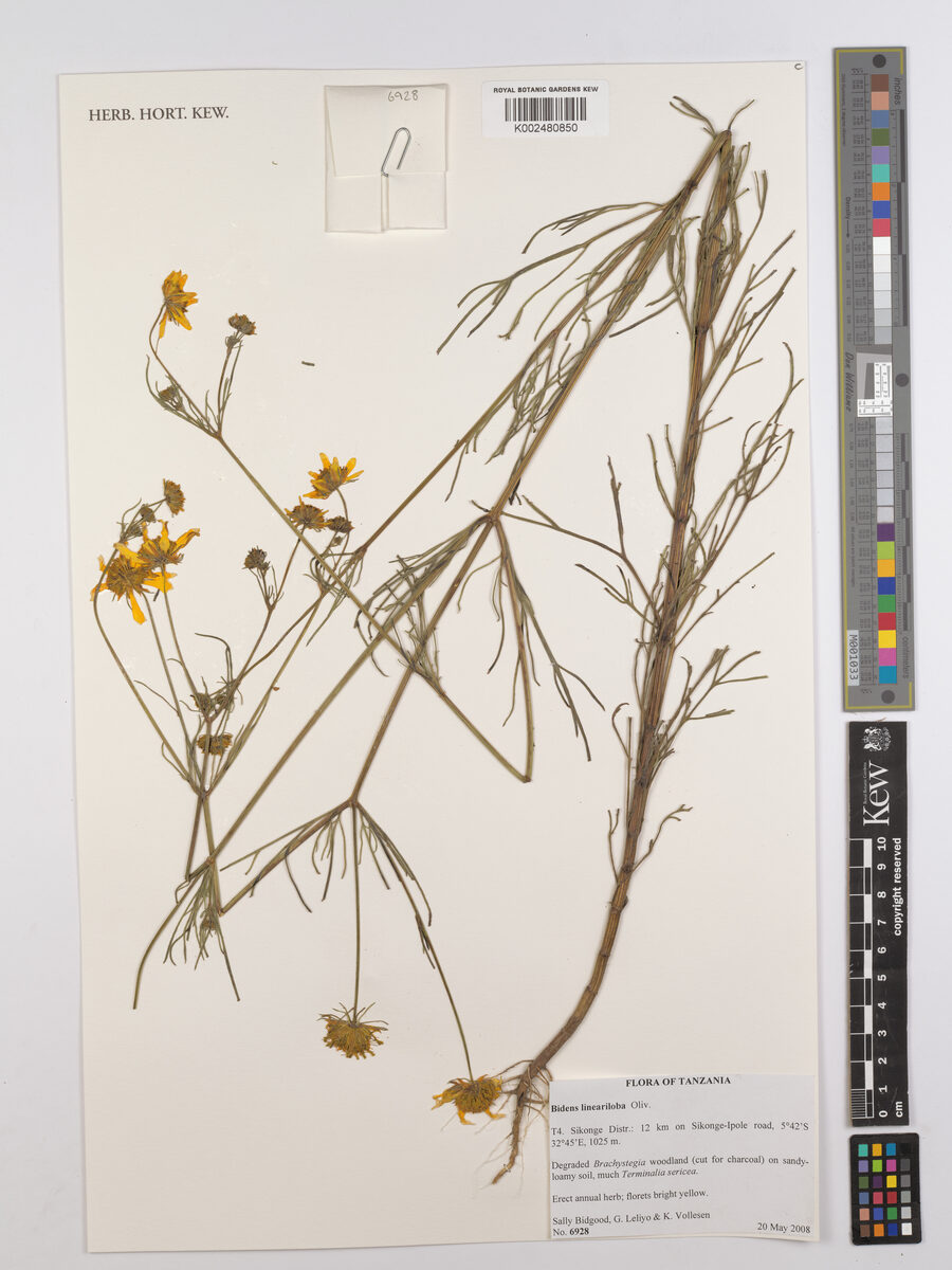 Bidens lineariloba — photo