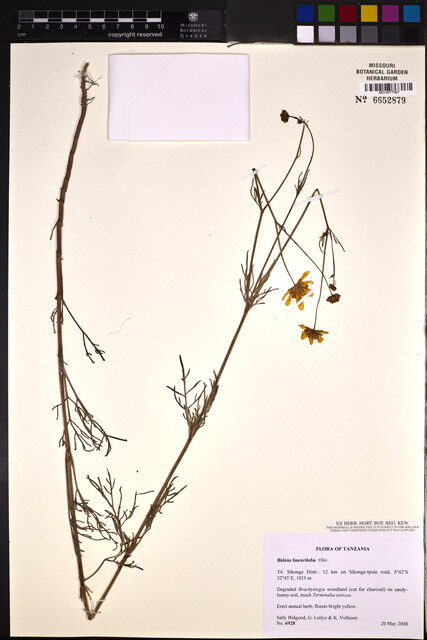 Bidens lineariloba — photo
