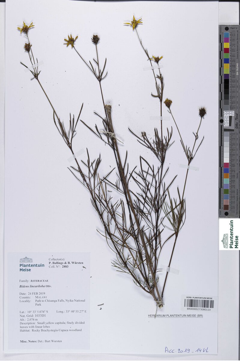 Bidens lineariloba