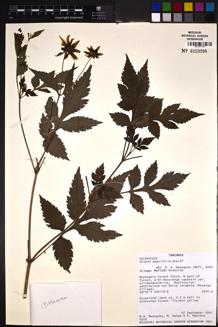 Bidens magnifolia (Indelengu) — photo