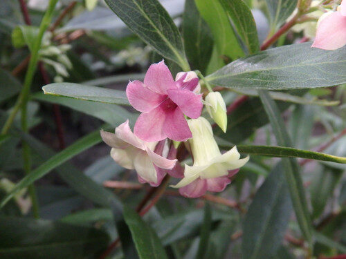 Billardiera scandens (Appleberry) — photo