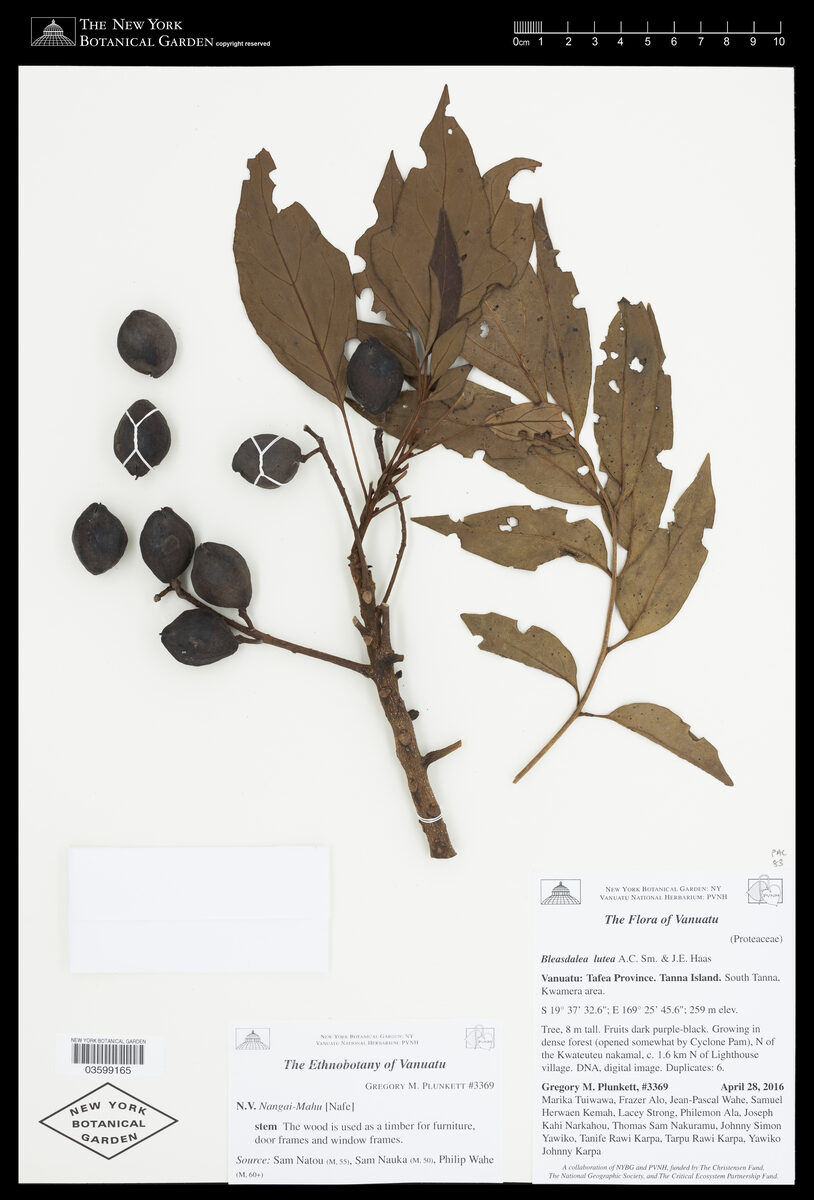 Bleasdalea lutea — photo