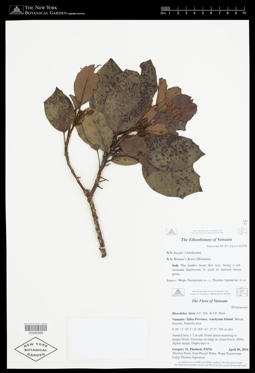Bleasdalea lutea — photo