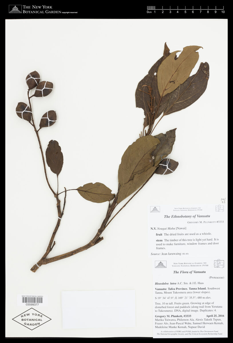 Bleasdalea lutea