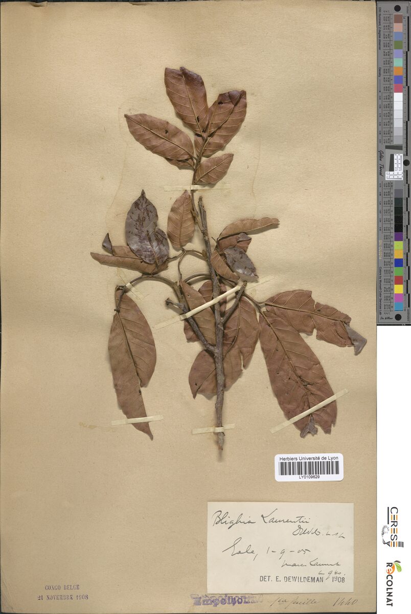 Blighia laurentii — photo