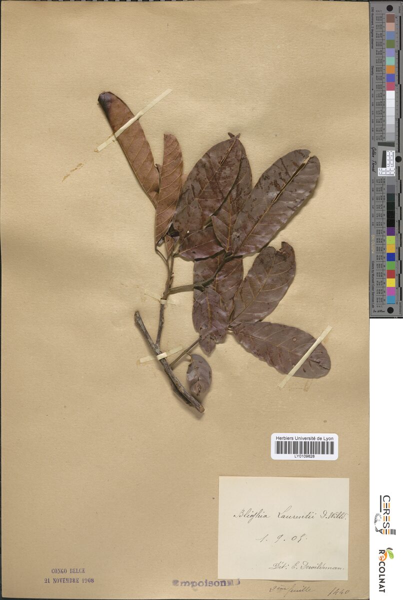 Blighia laurentii — photo