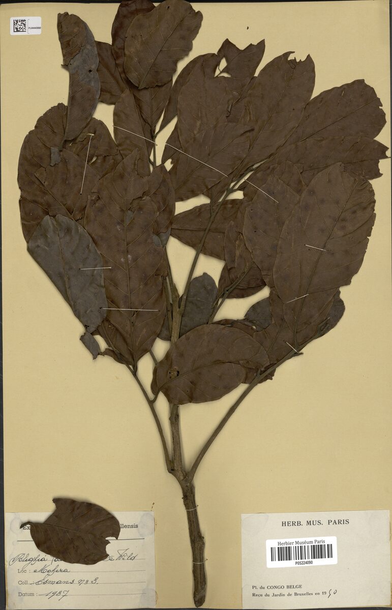 Blighia laurentii
